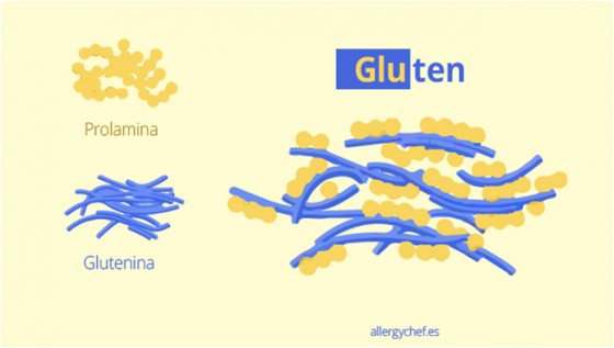 麩脘（黃色球球）是一種醇溶蛋白（Prolamin，prolamina是西班牙文），在麵粉和水後會協助穀蛋白（Glutenin，glutenina是西班牙文）與氧氣反應，最後它們會糾結在一起變成麩質（Gluten）