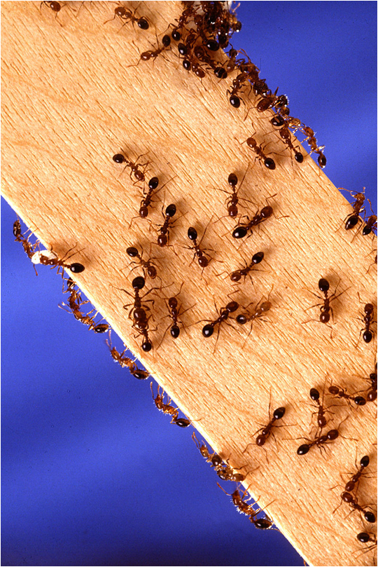 硼酸具除蟲效果，曾被 EPA 用來控制紅火蟻、蠹魚及跳蚤的數量