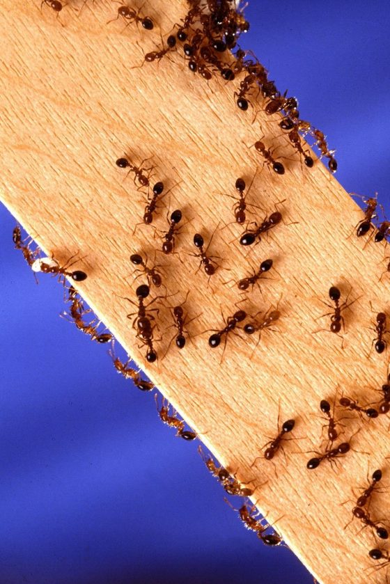 紅火蟻可能會對當地農業經濟與生態帶來巨大影響