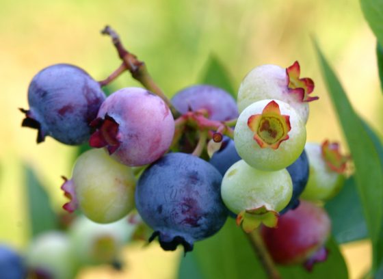 天然的藍莓也含有微量苯甲酸