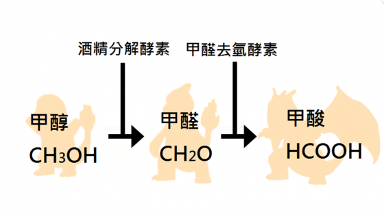 從甲醇到甲酸的代謝過程